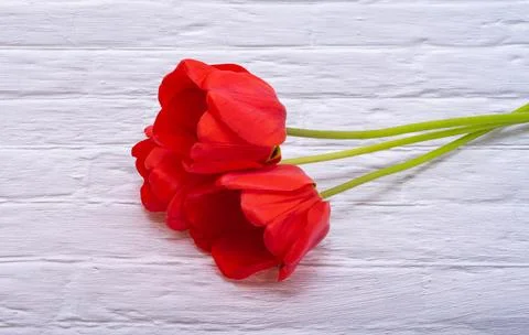 Red tulips Stock Photos