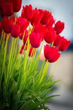 Red tulips Stock Photos