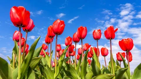 Red tulips Stockfoto's