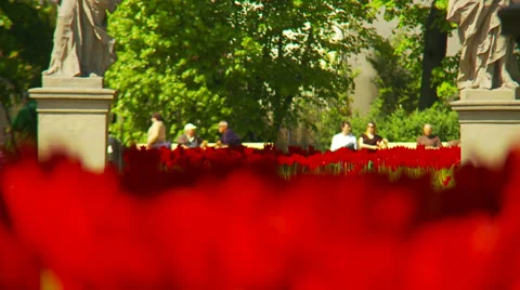 Red tulips - rack focus Stock Footage 34403665
