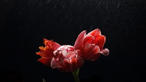 Red tulips at rain in slow motion Stock Footage 107889574