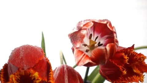 Red tulips on rain in slow motion Stock Footage 107889673