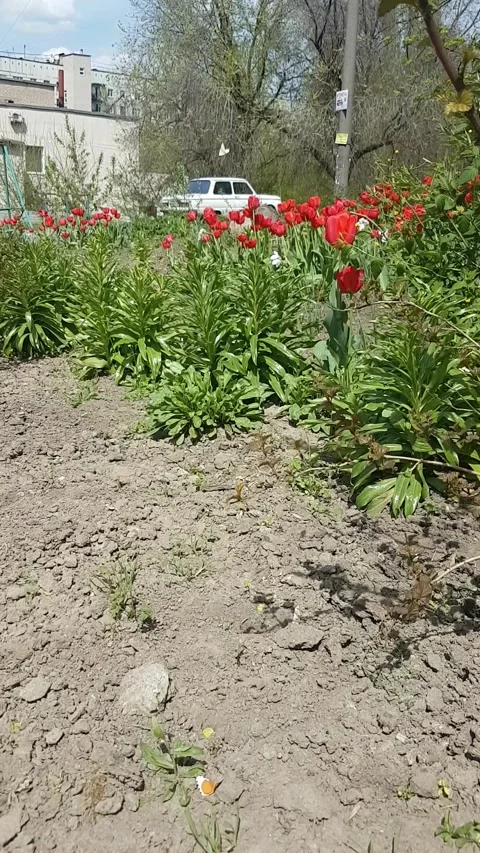 Red tulips in the rays of the sun sway in the wind Stock Footage 153604433