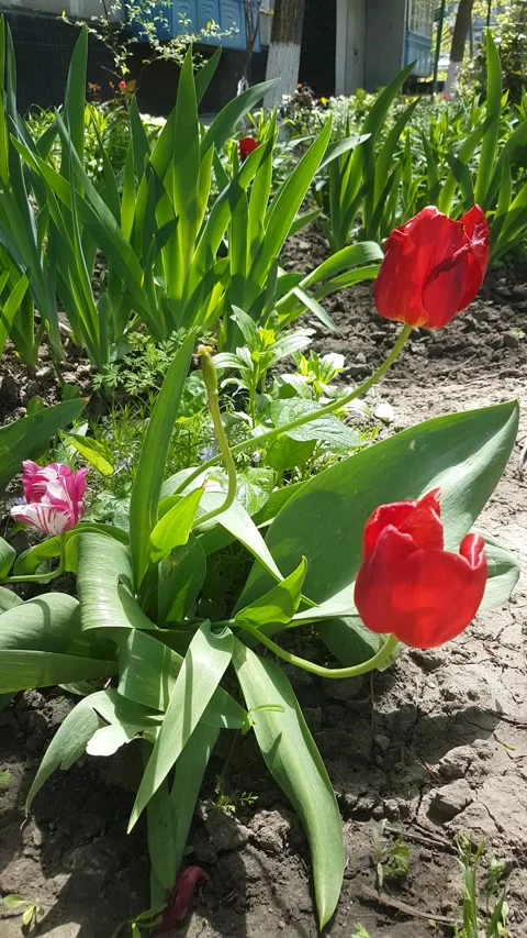 Red tulips in the rays of the sun sway in the wind Stock Footage 154034877