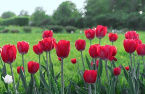 Red tulips in the rays of sunset on a background of a green field. Stock Photos