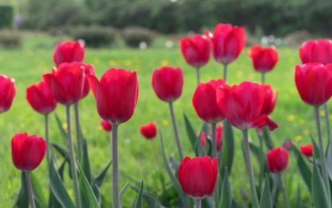 Red tulips in the rays of sunset on a background of a green field. Stock Photos