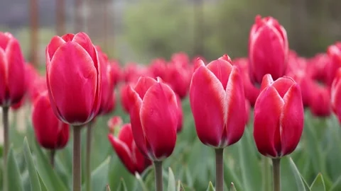 Red tulips representing spring season. Tulips farm. Stock Footage 152980432