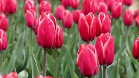 Red tulips representing spring season. Tulips farm. Stock Footage 152980433