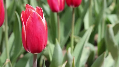 Red tulips representing spring season. Tulips farm. Stock Footage 152980434