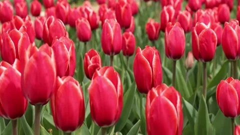 Red tulips representing spring season. Tulips farm. Stock Footage 152980437