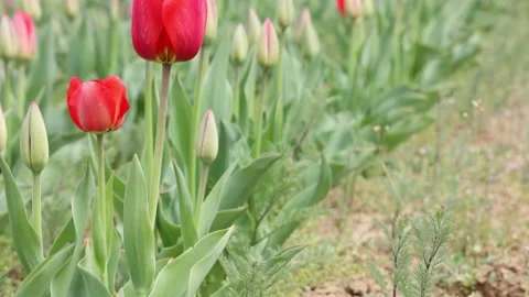 Red tulips representing spring season. Tulips farm. Stock Footage 152980440