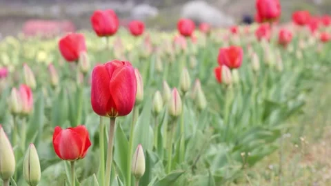 Red tulips representing spring season. Tulips farm. Stock Footage 152980441