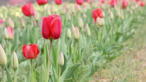 Red tulips representing spring season. Tulips farm. Stock Footage 152980444