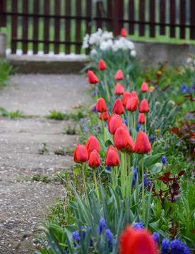 Red tulips in a row of a backyard Stock Photos