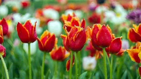 Red tulips with sharp tips of the petals Stock Photos