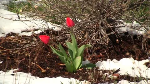 Red tulips in the snow 1 Stock Footage 10891104