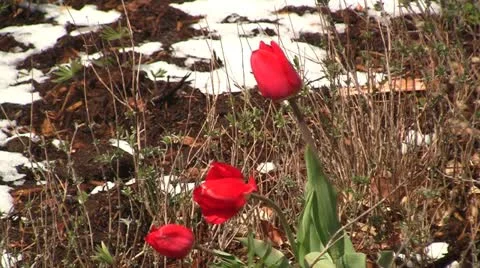 Red tulips in the snow 2 Stock Footage 10891206