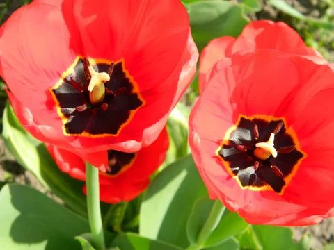 Red Tulips in spring close-up Stock Photos
