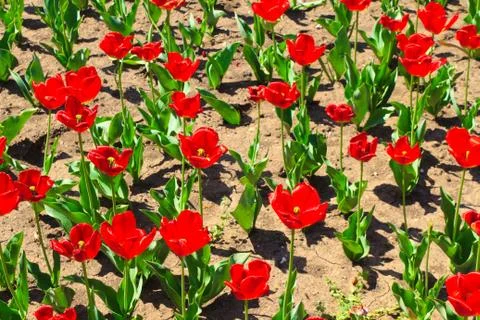 Red tulips spring field Stock Photos