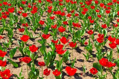 Red tulips spring field Stock Photos