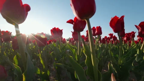 Red Tulips In Spring Field Under Bright Sun At Low Angle Video stock 346146421