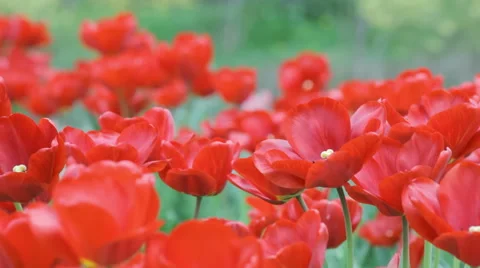 Red tulips in spring Stock Footage 50895142