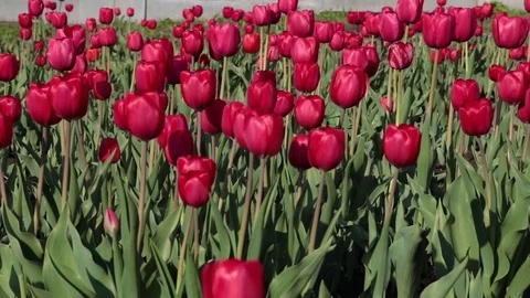Red tulips in the spring 動画素材 76000419