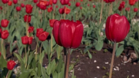 Red tulips in the spring Stock Footage 76000449