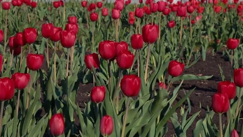 Red tulips in the spring Stock Footage 76000472