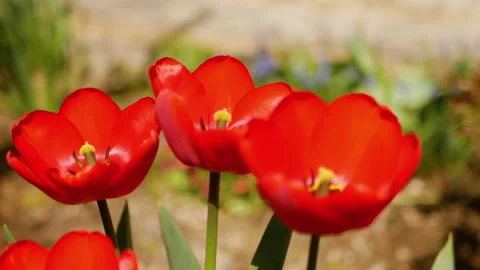 Red tulips in spring Stock Footage 186969615