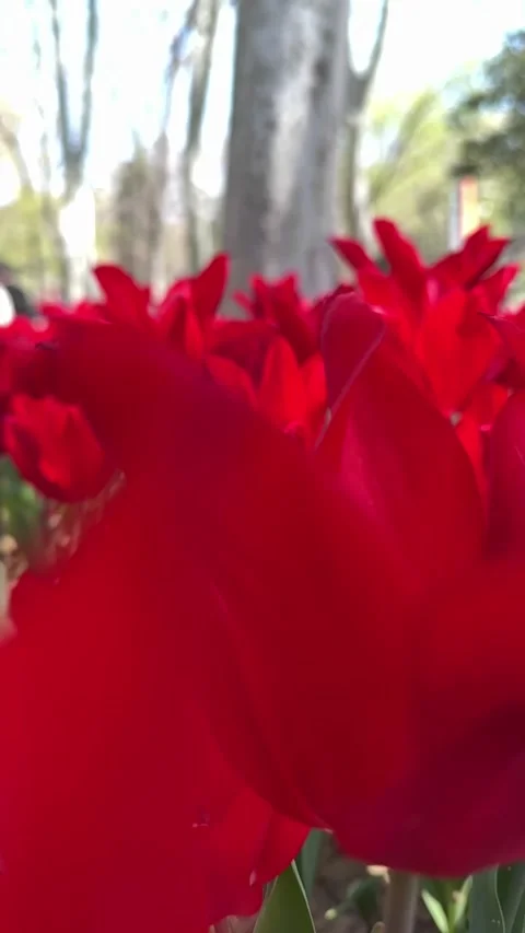 Red tulips in spring Stock Footage 281189103