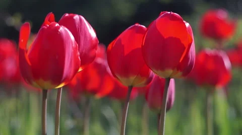 Red Tulips in the Spring Garden Stock Footage 49744971