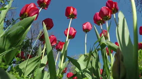 Red Tulips in the Spring Garden Stock-Footage 49744997