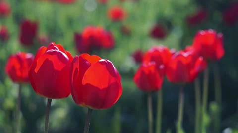 Red Tulips in the Spring Garden Видео 50153872