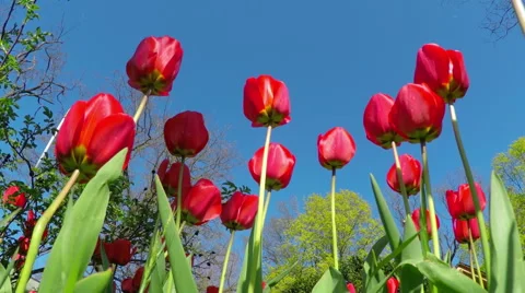 Red Tulips in the Spring Garden Stock Footage 56941845