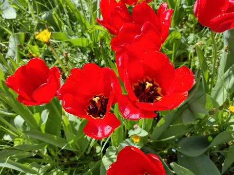 Red tulips in the spring in Maramures county, Romania Fotos Stock