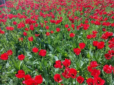 Red tulips in the spring in Maramures county, Romania Stockfoto's