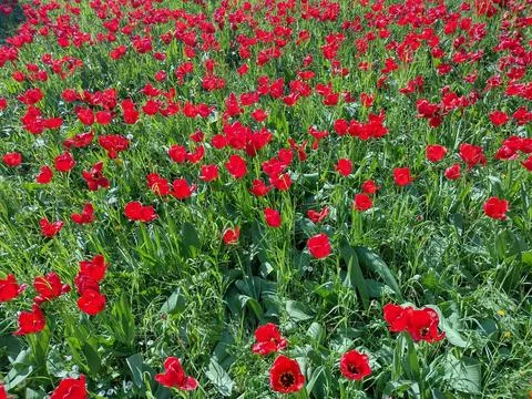 Red tulips in the spring in Maramures county, Romania 写真素材