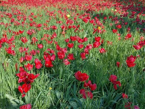 Red tulips in the spring in Maramures county, Romania Photos