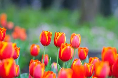 Red tulips in spring Stock Photos