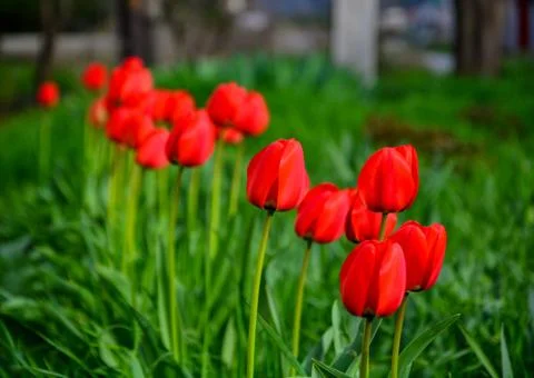 Red tulips in spring Stock Photos