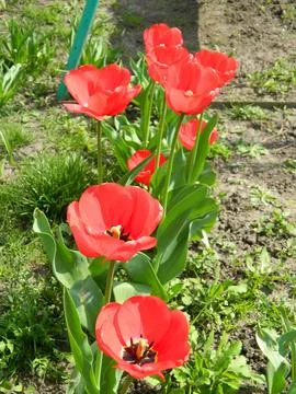 Red Tulips in spring Stock Photos