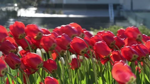 Red tulips sway in the strong wind Stock Footage 219890972