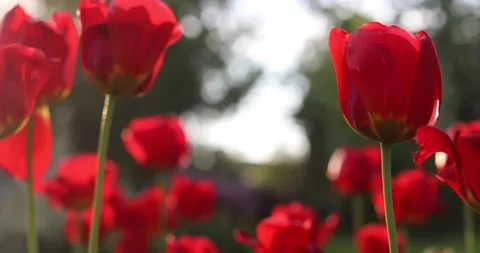 Red tulips sway in the wind backlit by the sun Stock-Footage 131289267