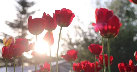 Red tulips sway in the wind backlit by the sun 스톡 동영상 131289269