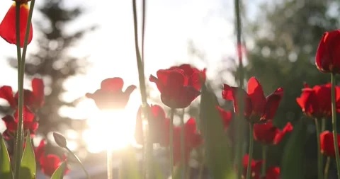 Red tulips sway in the wind backlit by the sun Stock-Footage 131289287