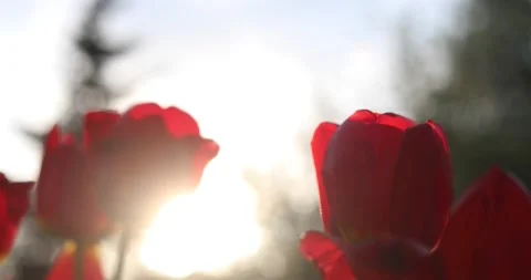 Red tulips sway in the wind backlit by the sun Stock-Footage 131289290