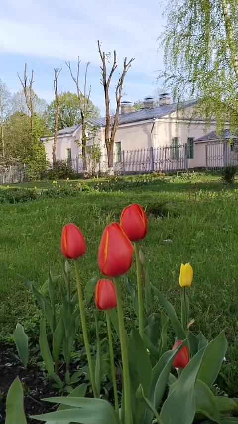 Red tulips sway in wind. Flowerbed. Country house. Green lawn. Landscape design. Stock Footage 309543245