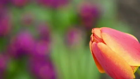Red tulips sway in the wind. Spring background for video. Stock Footage 194438745