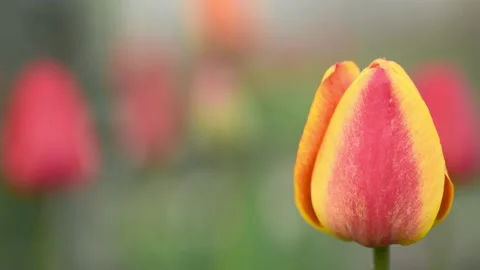 Red tulips sway in the wind. Spring background for video. Stock Footage 194439499